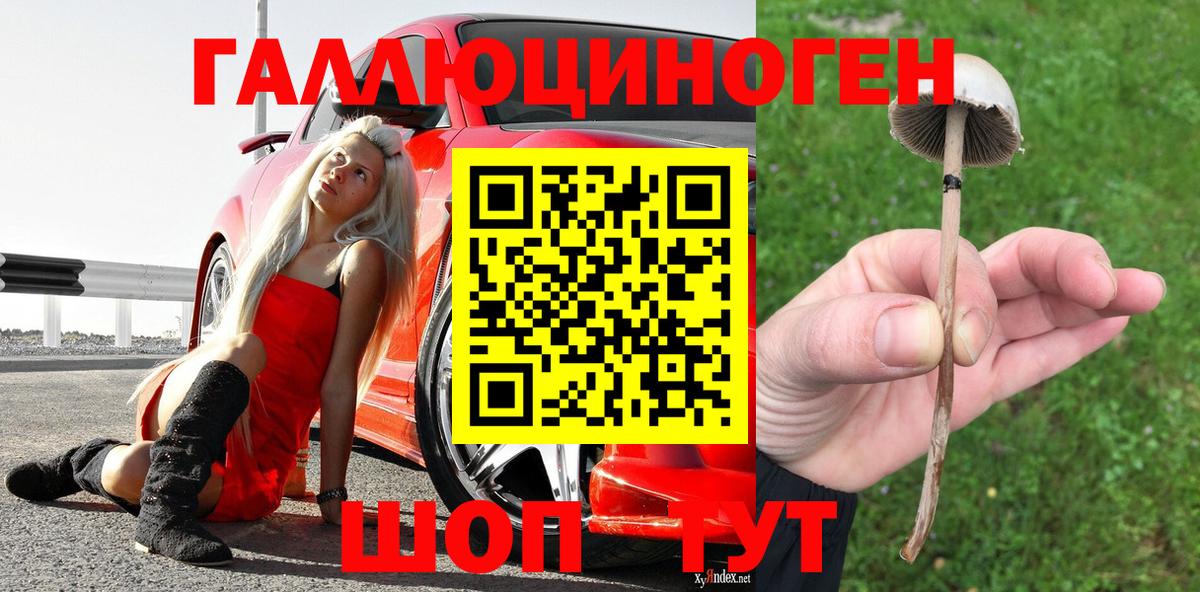 Галлюциногенные грибы Psilocybine cubensis Братск